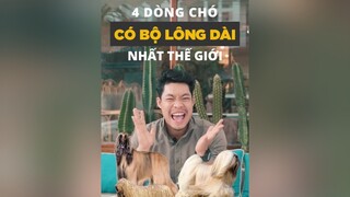 4 dòng chó có bộ lông dài nhất thế giới