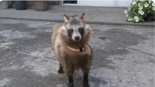 "Kakek selalu bersikeras bahwa apa yang dia temukan di pegunungan adalah seekor anjing"