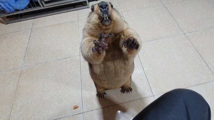 เมื่อตัวมาร์มอตหิวแล้วมาขออาหารจากฉัน