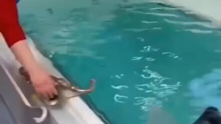 แมวน้ำ ฮันเตอร์ x ฮันเตอร์ !