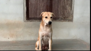 เสียงหมาเห่า เสียงนุ่มๆ