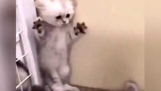 “Sao lại có con cá to đến thế?”