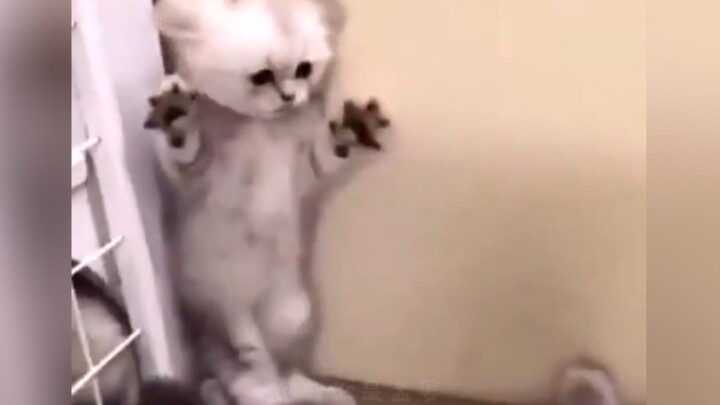 “How can there be such a huge fish?”