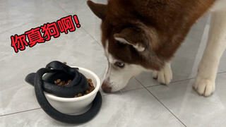 Jika seekor ular besar ditaruh di mangkuk makan anjing Siberian Husky, apakah dia masih berani memak