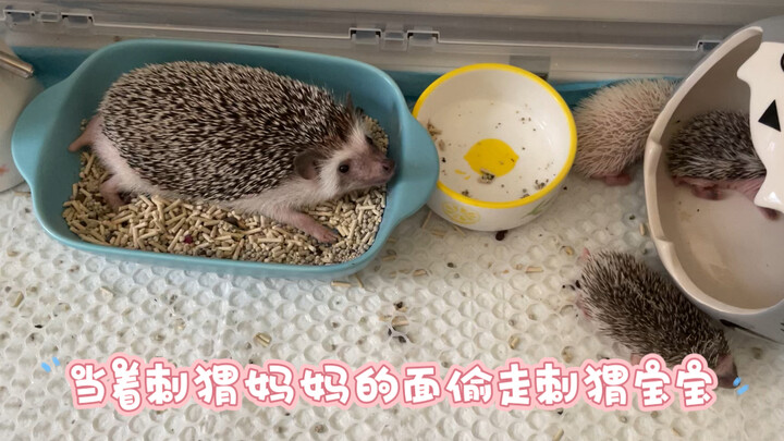 ถ้าแอบขโมยลูกเม่นไปต่อหน้าแม่เม่น จะเกิดปฏิกิริยาแบบไหนนะ?