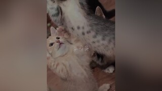 Lớp học mẫu giáo của mồn lèo 🤣meomuoi meocute mồnlèo catstagram CanGiGrabNay fypシ nhachaytiktok meomeo catslove hoiyeumeo BuaTiecXmas ❤️❤