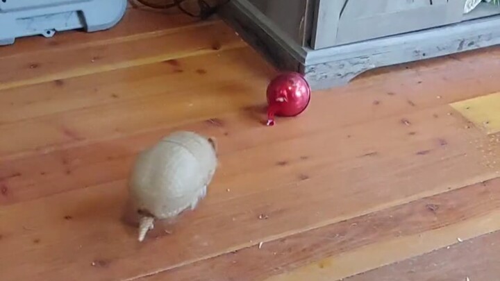 Con vật này tên là gì?