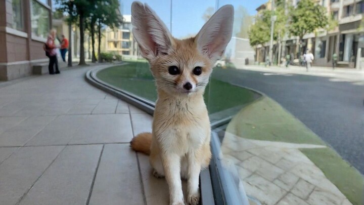 نَجْدة! لماذا يُصبح هذا الثعلب الفُضائي أكثر شبهاً بحبيبتي كلما زادت تربيته؟