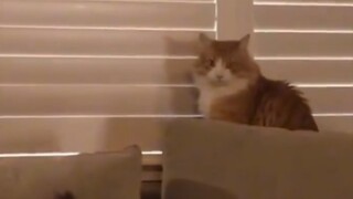 Saat akhirnya terdiam sejenak, si kucing berkata: Kalau begitu, jangan salahkan aku.