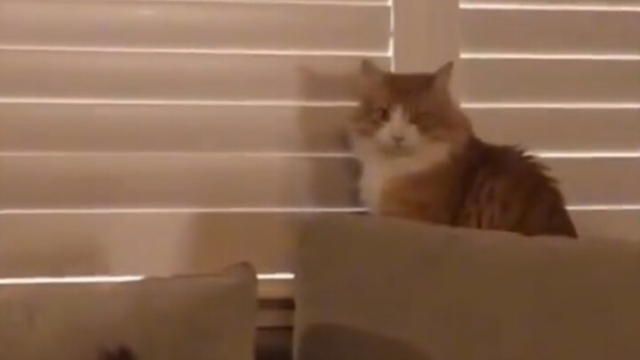 最后愣的那一下，猫：既然如此，就别怪我