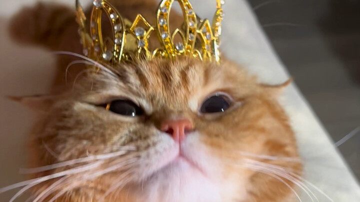 This crown is big enough, isn’t it!!