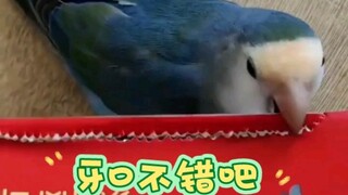 这牙口真好，难怪鹦鹉咬人那么疼