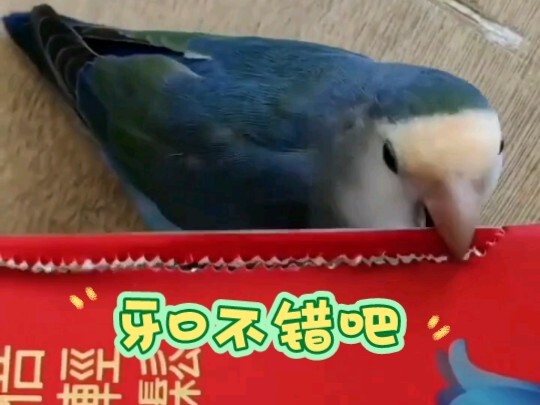 这牙口真好，难怪鹦鹉咬人那么疼