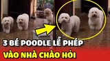 Ba bé Poodle LỊCH SỰ nhất năm không TỰ Ý vào nhà NGƯỜI LẠ 😍 | Yêu Lu