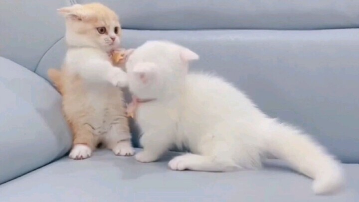 "Mèo con không được đánh nhau!"