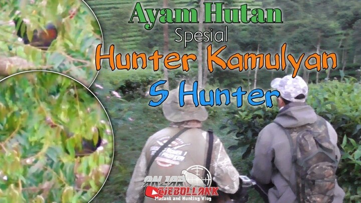 Ayam Hutan Dispot Hunter Kamulyan