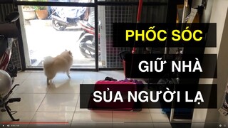 Chó ngoan phốc sóc trông nhà, sủa người lạ | Sủa cảnh vệ | BossDog