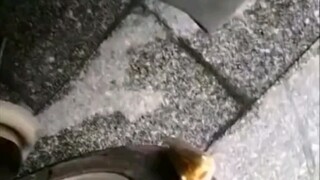 轮胎上竟然扎了个黄辣丁。。。