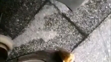 Ada seekor ikan kod kuning yang menusuk ban. . .