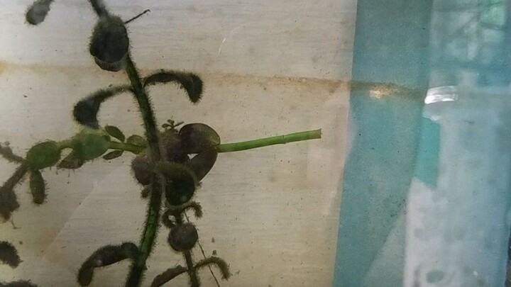 Breeding time sana mag success