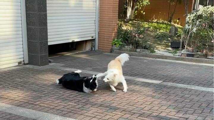 “Cola Pulang” hari ini lumayan manis, langsung sambut tuannya dulu baru numpang makan.