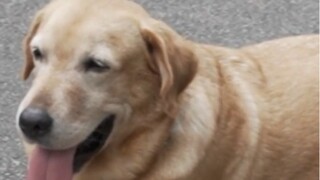 The staff helped the magic dog Xiaoqi relive the past glory. If the magic dog Xiaoqi can no longer s