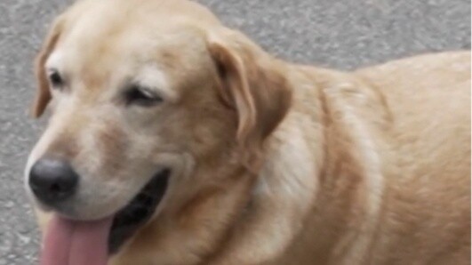 Staf membantu anjing ajaib Xiaoqi menghidupkan kembali kejayaan masa lalu. Jika anjing ajaib Xiaoqi 