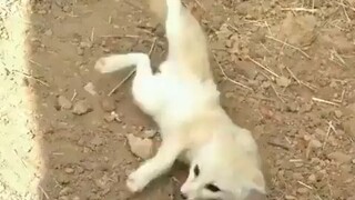 小狐狸遇到久别重逢的猫猫激动坏了