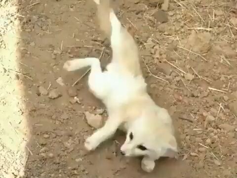 小狐狸遇到久别重逢的猫猫激动坏了