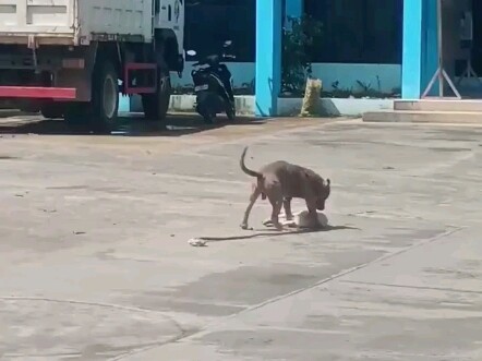 Đánh không lại mày, dùng đầu óc mà còn thua mày à?