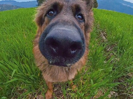 Chú cún con rất hợp với mùa xuân!