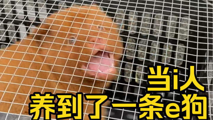 When an introvert adopts an extroverted dog…