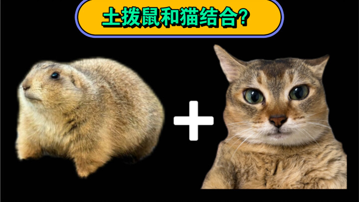 What? There are still people who don’t know that Sister Mei is a “marmot cat”?