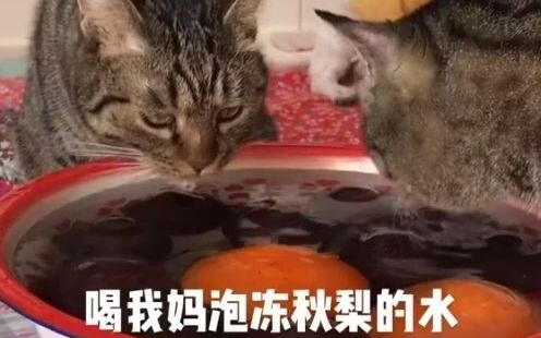 Mẹ nói sang năm nhất định không cho mang hai đứa nó về nhà nữa