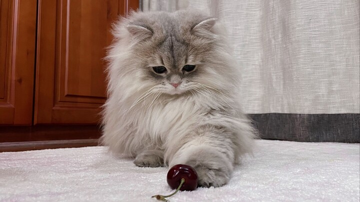 كيف تمت تربية أسمك قط في منزل دنغ فنغ؟