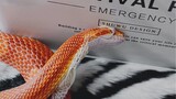 [Hewan Merayap] Proses pelepasan kulit ular