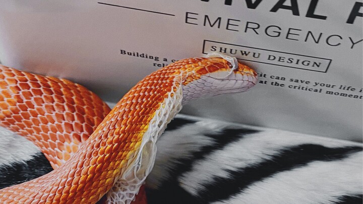 A Corn Snake Sloughing Its Skin