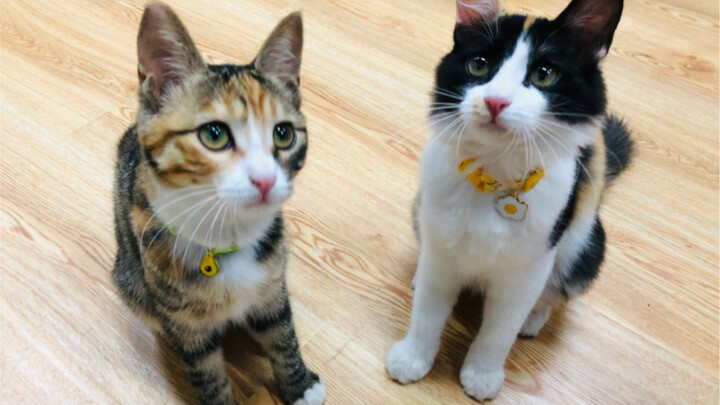 The unwanted twin milk kittens turn the tables! The filthy, flea-ridden little furballs have been tr