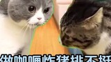 【Meme familiar/kucing】Ayah yang tidak melakukan pekerjaan rumah