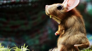 “体验不一样的奇趣自然”