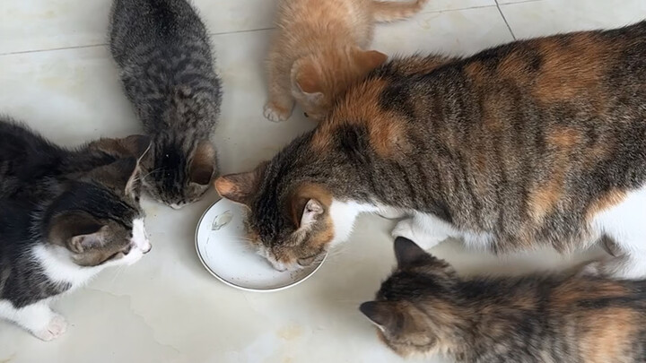 Mèo mang thai nhặt được khi câu cá đã sinh cho tôi bảy chú mèo con