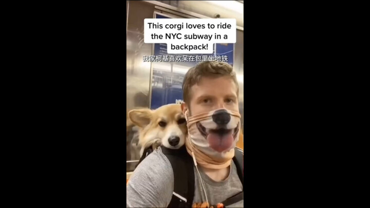 รถไฟใต้ดินนิวยอร์กกำหนดให้สัตว์เลี้ยงต้องอยู่ในกระเป๋าถึงจะขึ้นรถไฟได้ ดังนั้น...