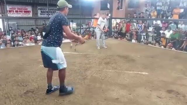 manok Ng torupa🥰 hinney vs kalabaw 😄