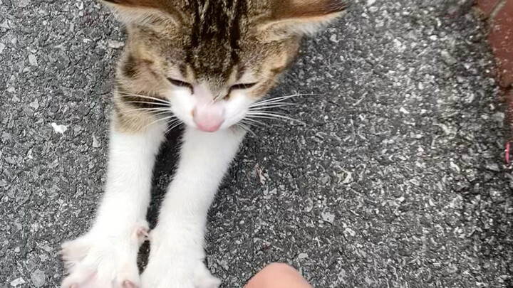 นมน้อยตัวนี้ช่างขี้อ้อน
