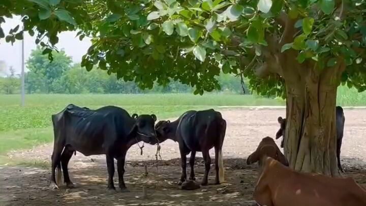 new day of village life