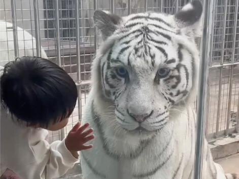 The stunning white tiger is super cute when it gets fierce~