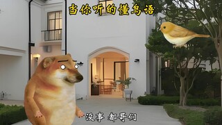 当你能听懂鸟语