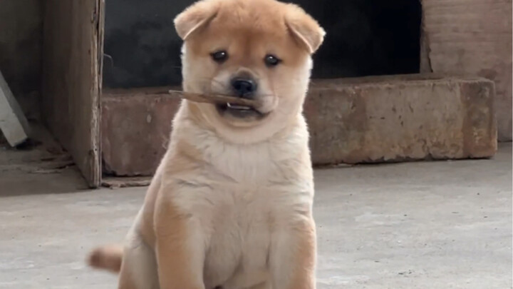 Mereka pasti anjing pedesaan asli, anak anjing susu kecil yang imut banget!