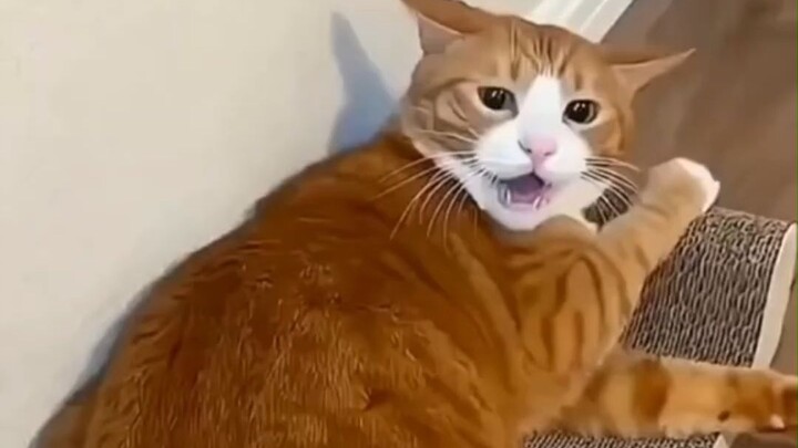 Catastrophic Panic Cat Compilation