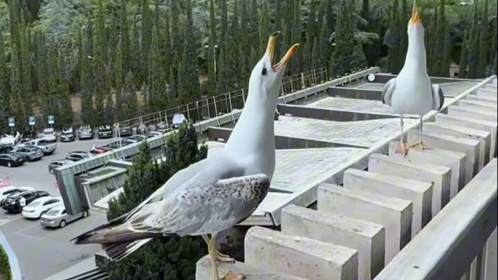 海鸥：爱笑的鸟运气不会太差